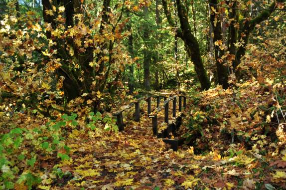 Caminho coberto por folhas na Umpqua National Forest, no sul do Oregon, estado da costa oeste dos Estados Unidos